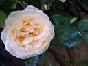 Covent Garden rose photo