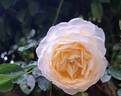 Covent Garden rose photo