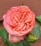 Antike 89 ™ rose photo