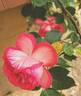Antike 89 ™ rose photo