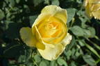 St. Patrick ™ rose photo