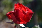 Camara ® rose photo