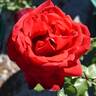 Camara ® rose photo