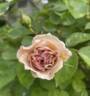 Ash Wednesday rose photo