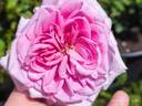 Capitaine Dyel de Graville rose photo