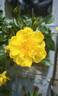 Oso Easy Lemon Zest rose photo