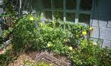 Oso Easy Lemon Zest rose photo