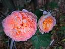 Soleil Couchant rose photo
