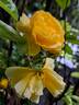 Off-Load rose photo