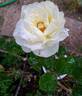 Irina Bondarenko rose photo