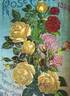 Perle des Jardins rose photo