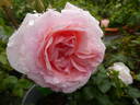 Caroline's Heart rose photo