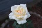 Classic Woman ™ rose photo