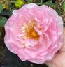 Souvenir de Louis Amade ® rose photo