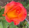 Mardi Gras ™ rose photo