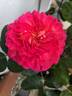 Gorgeous™ rose photo