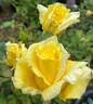 Hopie Girl rose photo