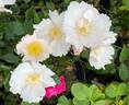 Sharon's Delight™ rose photo