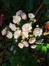 Heavenly Pink rose photo