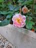 Pink Chantilly rose photo