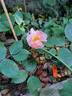 Pink Chantilly rose photo
