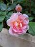Pink Chantilly rose photo
