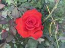 Cayenne rose photo