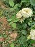Rainforest rose photo