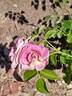 Rainforest rose photo