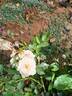 Rainforest rose photo