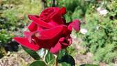 Valentino rose photo