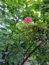 Invictus rose photo