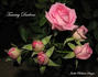 Tammy Darlene ™ rose photo