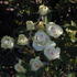 Marie Jeannette rose photo