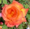Mardi Gras ™ rose photo