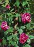 Climbing H. V. Machin rose photo