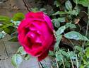 Rose Clos Vougeot rose photo