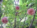 Jubilee Celebration rose photo