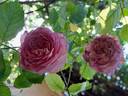 Jubilee Celebration rose photo