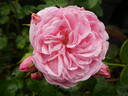 Bailando rose photo