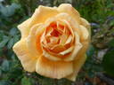 Easy Going ™ rose photo