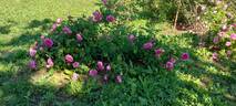 Bacchante rose photo
