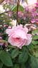 14 The Wedgewood Rose OP 02 rose photo