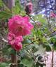 Amica rose photo