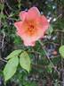 Morning Mist rose photo