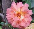 Jardin d'Entêoulet ® rose photo