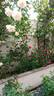 Baron Girod de l'Ain rose photo