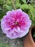 Champion of the World rose photo