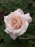 Belinda's Blush™ rose photo