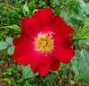 Dortmund rose photo